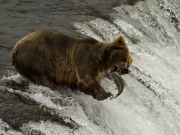 Patty Connor - Got You! - Waterford Camera Club - Print Theme - Intermediate First.jpg