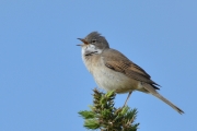 Derek J Lynch - Whitethroat Singing - Drogheda Photographic Club - Projected Natural World - Advanced Gold.jpg