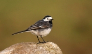 Gilbert Smyth - Pied Wagtail - Carlow Photographic Society - Projected Natural World - Intermediate Silver.jpg