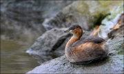 Ita Martin - Little Grebe - Malahide Camera Club - Projected Natural World - Advanced Honourable Mention.jpg