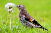 Seamus Rowan - Juvenile Goldfinch having lunch - Portlaoise Camera Club - Projected Natural World - Intermediate Gold.jpg