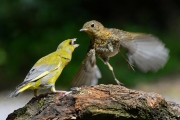 Suzanne Merrigan - Green Finch VS Juvenile Robin - Fermoy Camera Club - Projected Natural World - Intermediate Bronze.jpg
