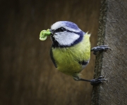 Suzanne Merrigan - Grubs Up Blue Tit - Fermoy Camera Club - Projected Natural World - Intermediate Honourable Mention.jpg
