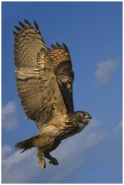 Teresa Kavanagh - Eagle owl - Palmerstown Camera Club - Projected Natural World - Advanced Bronze.jpg