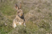 Terry Conroy - Bunny - Portlaoise Camera Club - Projected Natural World - Advanced Honourable Mention.jpg