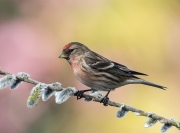 Charlie Lee - redpoll - Clonakilty Camera Club - Projected Open - Advanced Gold.jpg