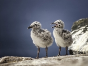 Jimmy Meehan - Chicks - Malahide Camera Club - Projected Open - Intermediate Honourable Mention.jpg