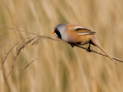 John Fox - Bearded Reedling. - Malahide Camera Club - Projected Open - Intermediate Gold.jpg