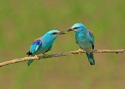 Michael Feeney - European Rollers - Drogheda Photographic Club - Projected Open - Advanced Honourable Mention.jpg