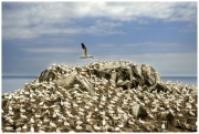 Teresa Kavanagh - Gannet flying over colony - Palmerstown Camera Club - Projected Open - Advanced Honourable Mention.jpg