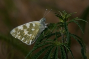 Derek J Lynch - Eastern Bath White on Cannabis Plant - Drogheda Photographic Club - Projected Theme - Advanced Honourable Mention.jpg