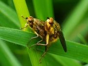 Mary Kinsella - Dung Flies - Carrick Camera Club - Projected Theme - Intermediate First.jpg