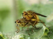 Paul Tips - Mating Tellow Dung Flies - Mallow Camera Club - Projected Theme - Advanced First.jpg