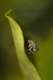 Suzanne McMahon - The Fly - Palmerstown Camera Club - Projected Theme - Intermediate Honourable Mention.jpg