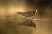 MW - Dominic Reddin_Mountmellick Photographic Society_Waterrail Adv