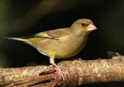 Greenfinch