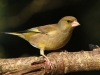 Greenfinch