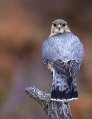 Advanced - HM - Dominic Reddin - Merlin - Mountmellick Photographic Society