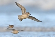 Advanced - Judge Medal - Derek Lynch - Grey Plovers in Flight - Drogheda Photographic Club