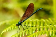 Non Advanced - Gold - Michael Grant - Demoiselle Agrion - Mountmellick Photographic Society
