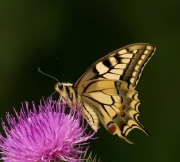 Non Advanced - HM - Mary Doherty - European Swallowtail 1 - Wicklow Photography Club