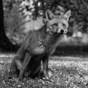 Non Advanced - HM - Seamus Mulcahy - Staring Fox - Blarney Photography Club