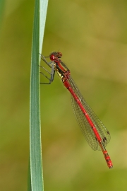 Non Advanced - Silver - Michael Grant - Red Damselfly - Mountmellick Photographic Society