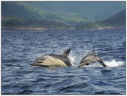 Advanced - HM - Teresa Kavanagh - Mother and baby nature - Palmerstown Camera Club