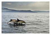 Advanced - Winner - Patrick Kavanagh - Dolphins in the Bay - Palmerstown Camera Club