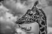Non Advanced - Winner - Tadhg Hurley - Feathered Giraffe - Blarney Photography Club