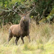 Non Advanced - HM - Jim McSweeney - Are You Looking At Me - Mallow Camera Club