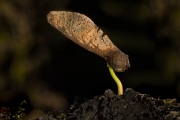 Advanced - Gold - Derek Lynch - Sycamore Seedling - Drogheda Photographic Club