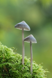 Advanced - Bronze - Eddie Kelly - Two Stools - Ballincollig Camera Club