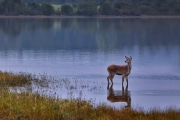 Advanced - Judge Medal - Kieran O'Mahony - Deer Reflections - Blackwater Photographic Society