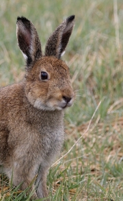 Non Advanced - HM - Heather Rice - Mad March Hare - Mountrath & District Camera Club