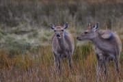 Non Advanced - HM - pat guilfoyle - deer in glendalough - Portlaoise Camera Club