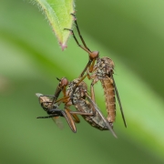 Advanced - HM - Eddie Kelly - The Flies - Ballincollig Camera Club