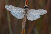 Advanced - Winner - Michael Linehan - Common Darter - Celbridge Camera Club