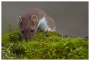 DSLR - Tom Ormond - Stoat - Celbridge Camera Club