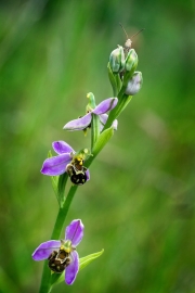 North East - Teddy Caffrey - Bee Orchid - Mid Louth Camera Club