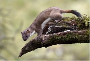 Print Open - Advanced Gold and Overall Winner - Ita Martin - Wild Stoat - Malahide Camera Club