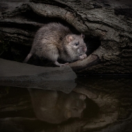 Print Open - Advanced Bronze - Hugh Wilkinson - Rat With Reflection - Catchlight Camera Club