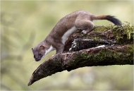 Print Open - Advanced Gold and Overall Winner - Ita Martin - Wild Stoat - Malahide Camera Club