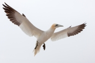 Print Open - Non-Advanced Honourable Mention - Evalds Gaspazins - Gannet in Flight - Dundalk Photographic Society