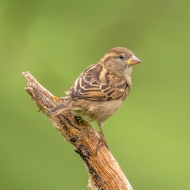 Print Open - Non-Advanced Honourable Mention - Seamus Mulcahy - You Looking at me - Blarney Photography Club