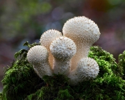 Print Theme - Advanced First - John O Neill - Common Puffball - Carrick Camera Club
