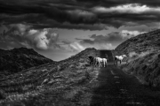 Non Advanced Gold - Conor McEneaney - Dundalk Photographic Society - Cooley Mountain Wild Horses