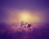 Colour Print Theme - Non-Advanced First - Sharon Rankin - Stories In The Wild - Portlaoise Camera Club