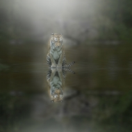 Projected Open - Non-Advanced Gold - Sharon Rankin - Staring At MyOwn Reflection - Portlaoise Camera Club