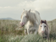0586 Conor McEneany Dundalk PS Grazing On The Cooley Mountains ADVANCED Bronze